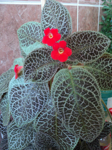 DSC06163 - EPISCIA - 2013