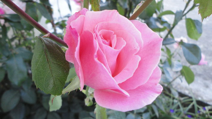 DSC07240