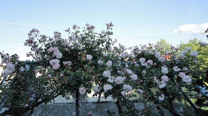 DSC07249