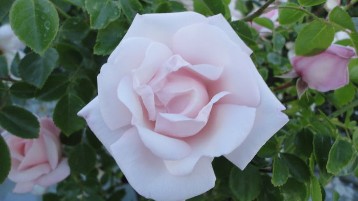 DSC07253