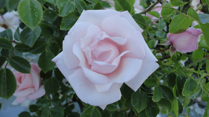 DSC07254
