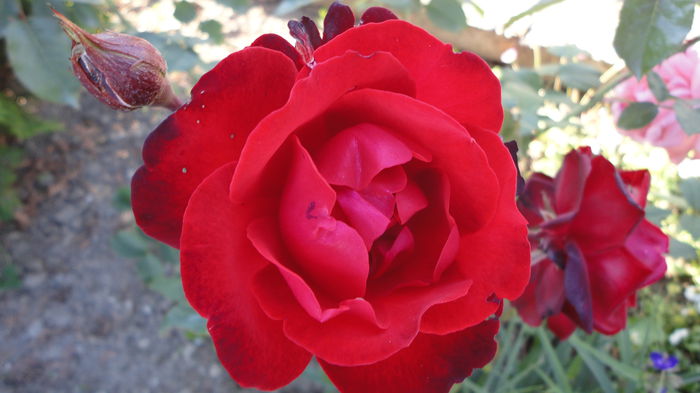 DSC07261