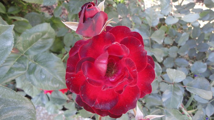 DSC07263