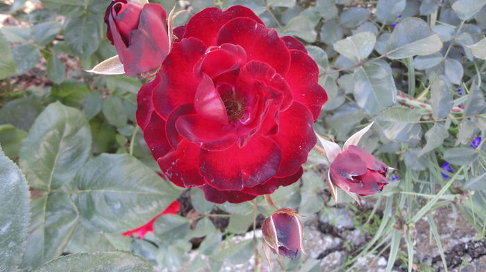 DSC07264