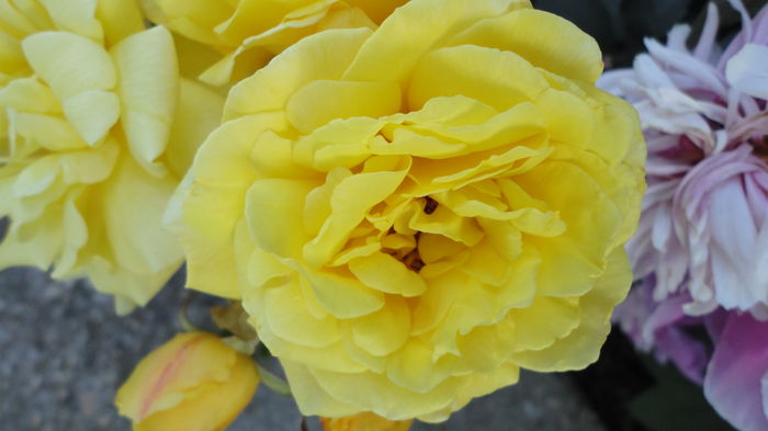 DSC07626