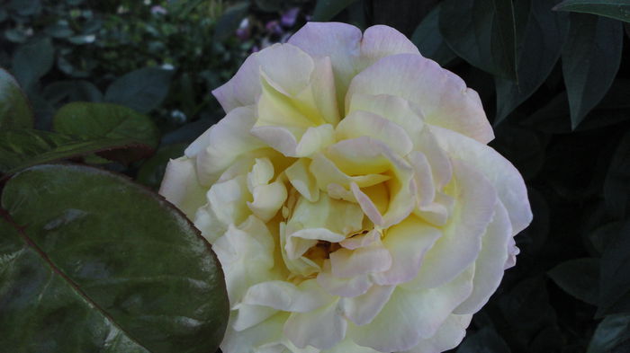 DSC07630