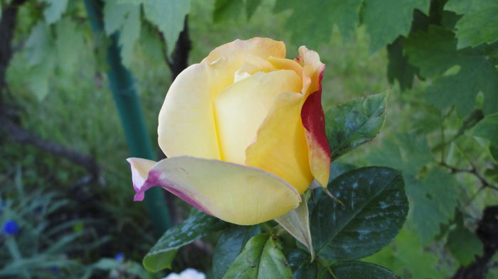 DSC07676