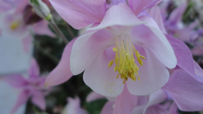 DSC06834 - Flori 2013