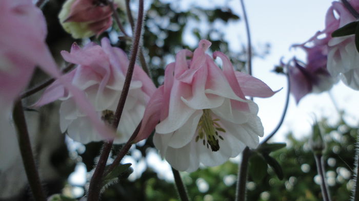 DSC06842 - Flori 2013