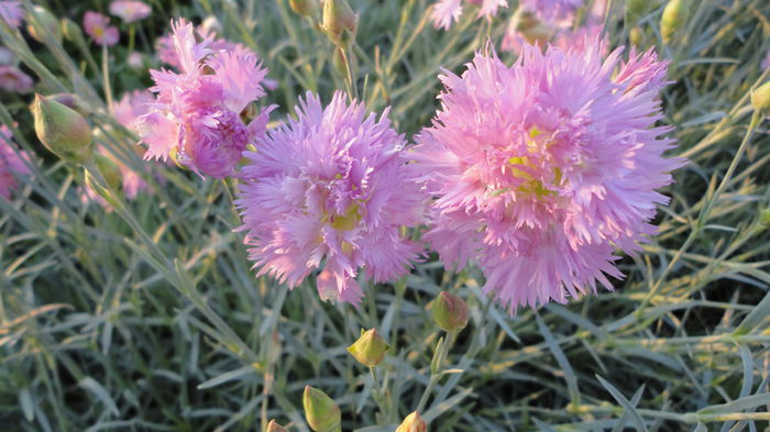 DSC06854 - Flori 2013