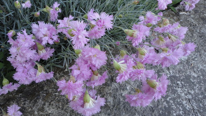DSC06860 - Flori 2013