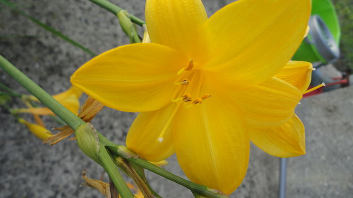 DSC06885 - Flori 2013