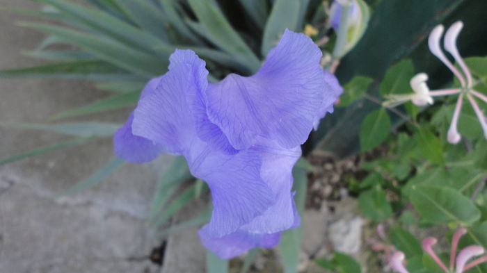 DSC06886 - Flori 2013