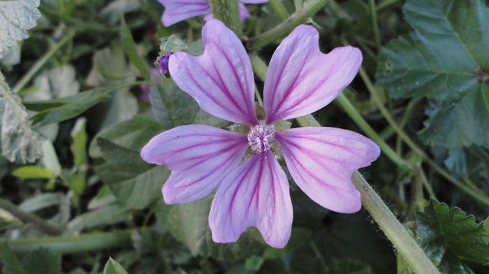DSC06900 - Flori 2013