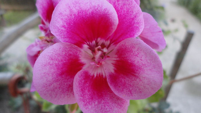 DSC06908 - Flori 2013
