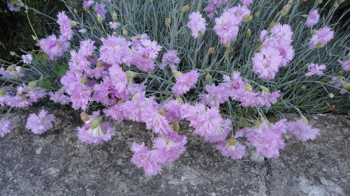 DSC06928 - Flori 2013