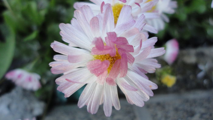 DSC06932 - Flori 2013