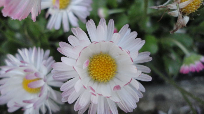 DSC06933 - Flori 2013