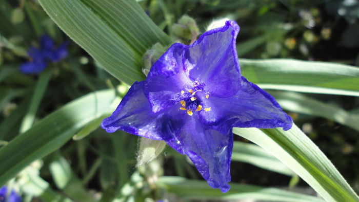 DSC06987 - Flori 2013