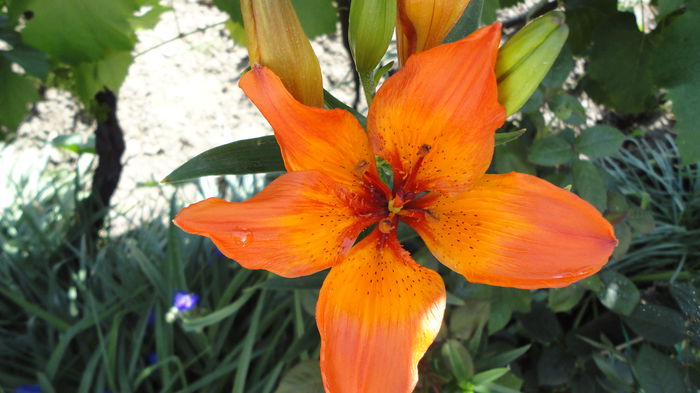DSC07000 - Flori 2013