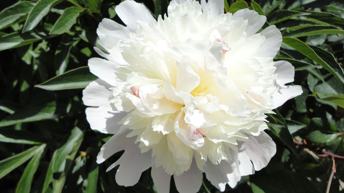DSC07006 - Flori 2013