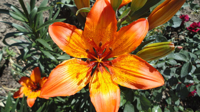 DSC07007 - Flori 2013