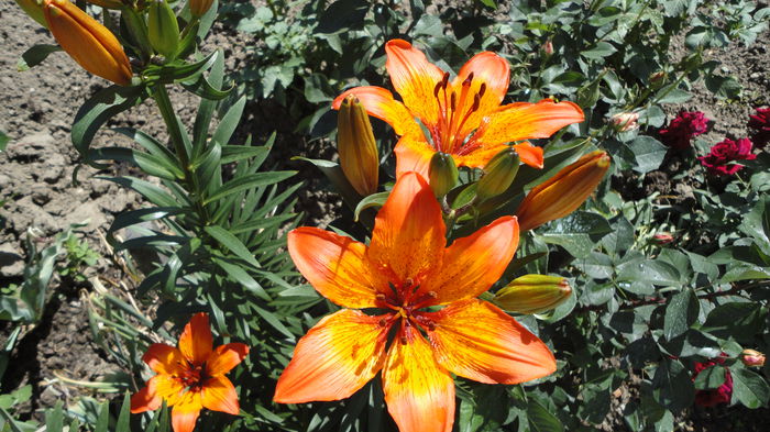 DSC07009 - Flori 2013