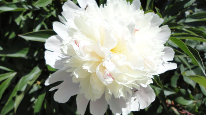 DSC07018 - Flori 2013