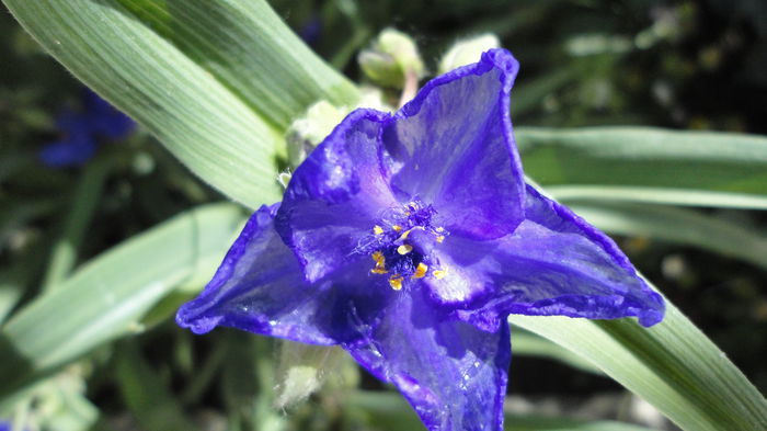 DSC07040 - Flori 2013