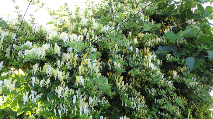 DSC07404 - Flori 2013
