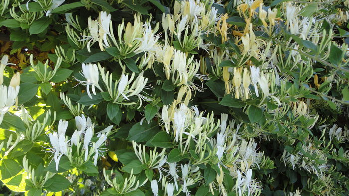 DSC07405 - Flori 2013