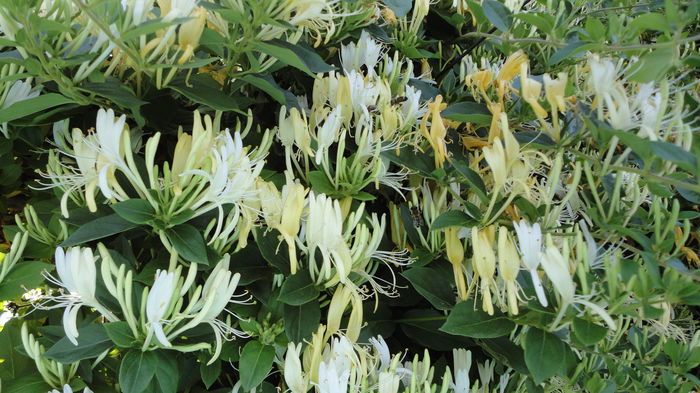 DSC07407 - Flori 2013