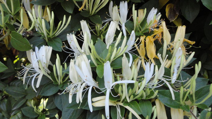DSC07410 - Flori 2013