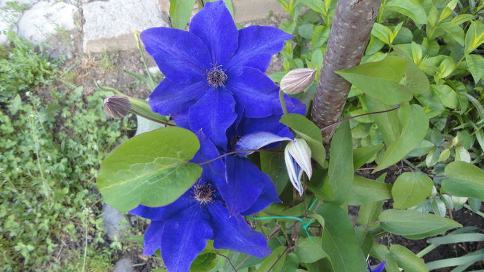 DSC06866 - Clematita