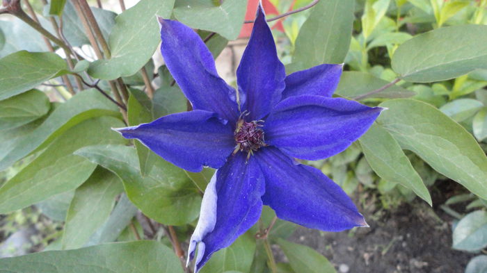 DSC06870 - Clematita