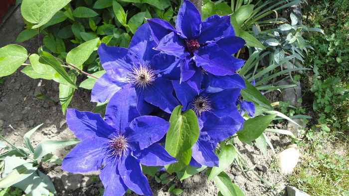 DSC06973 - Clematita