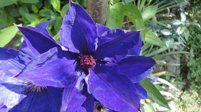 DSC06974 - Clematita