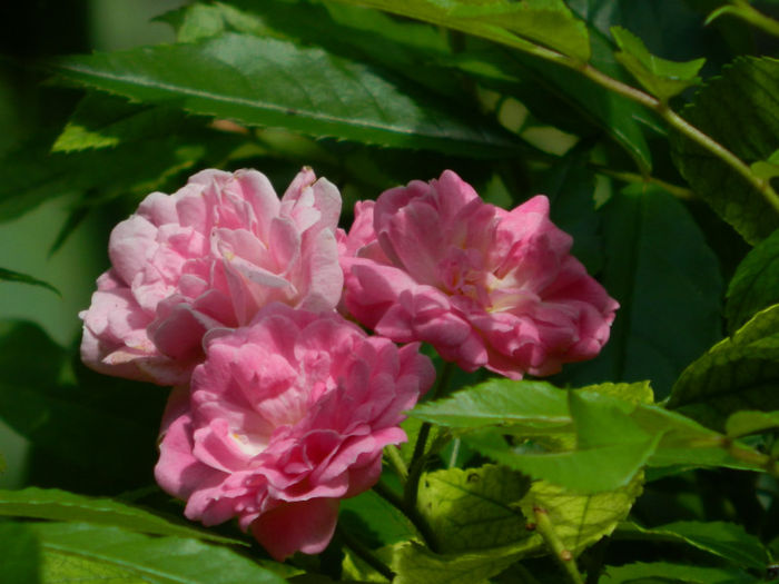 DSCN5679 - IULIE 2013