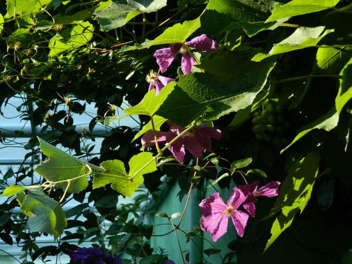 DSCN5756 - IULIE 2013