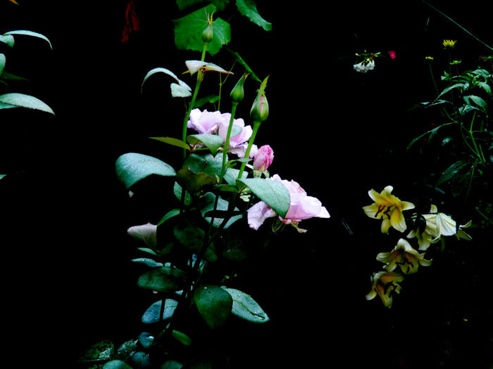 DSCN5759 - IULIE 2013