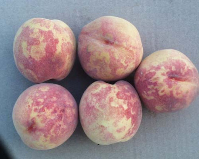 plum pox