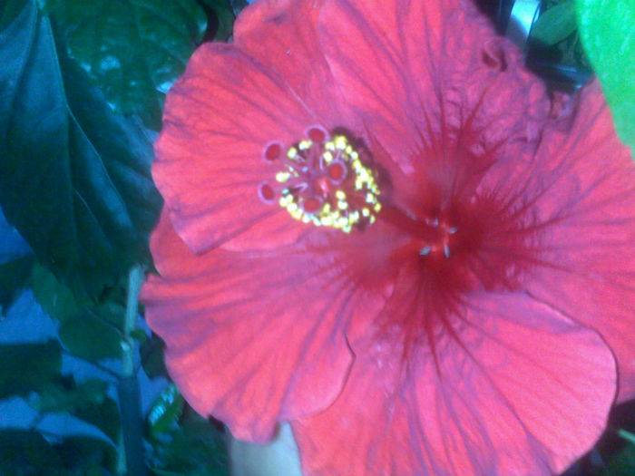 120720131186 - hibi clasici