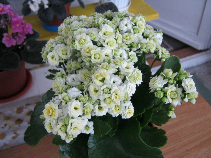 kalanchoe