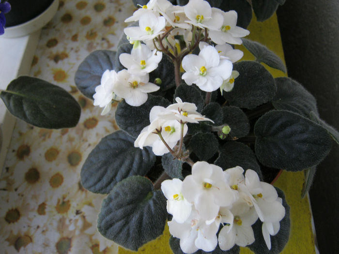 IMG_0071 - Florile mele 1