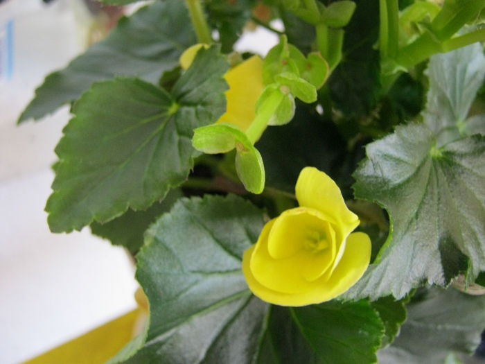 IMG_0078 - Florile mele 1