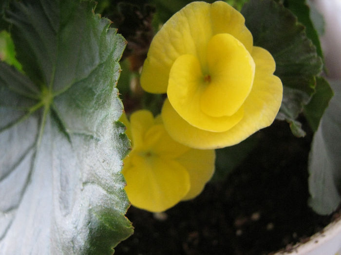 IMG_0079 - Florile mele 1