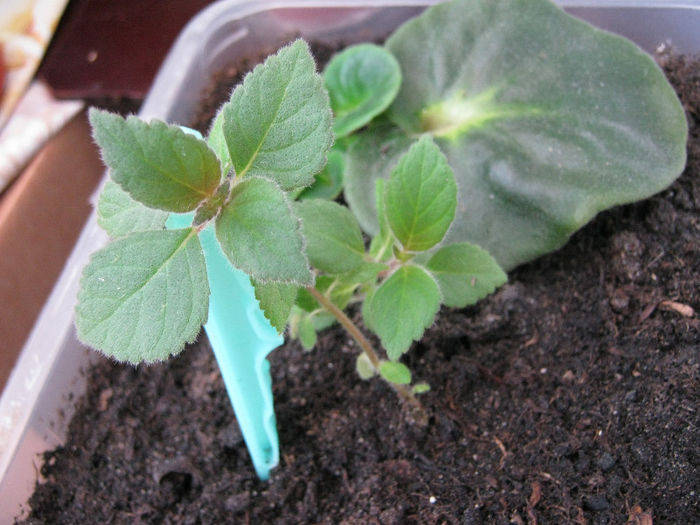 Pui kohleria - Florile mele 1