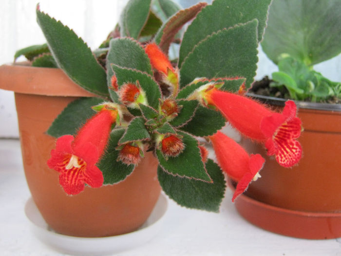 IMG_0087 - Florile mele 1