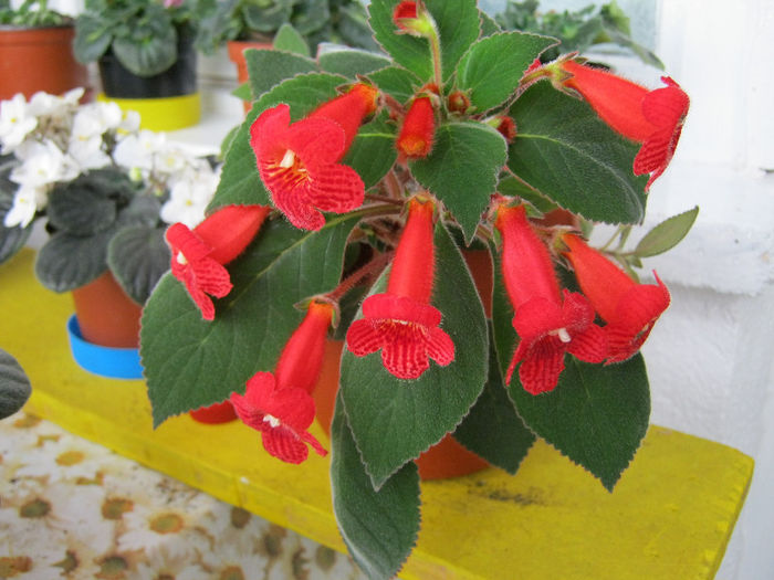 IMG_0088 - Florile mele 1