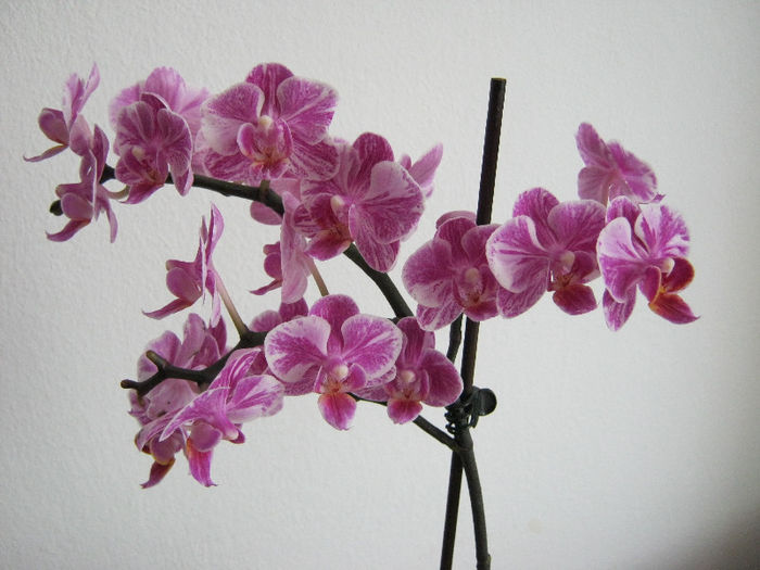 IMG_9938 - Florile mele 1